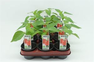 Bild von Paprika Rood